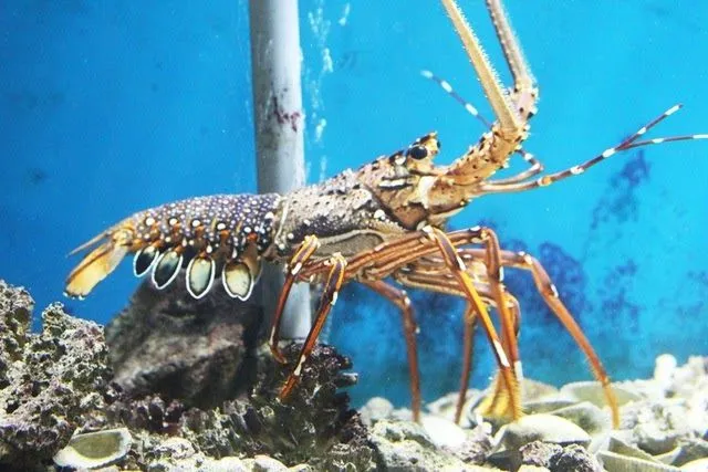 Nằm mơ thấy tôm chín mang đến các con số tài lộc nào?