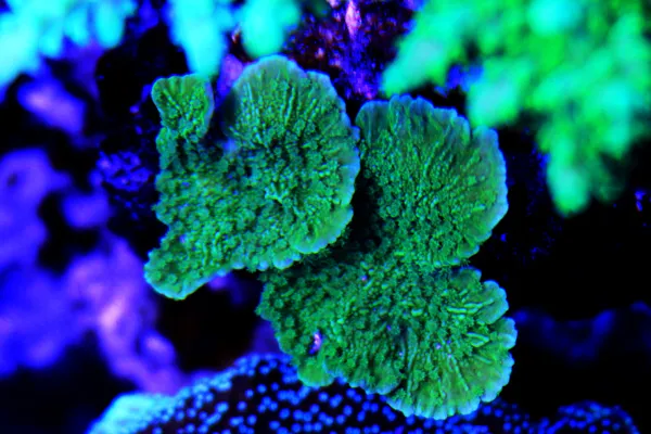 Vòng tay san hô quý tại NaBei