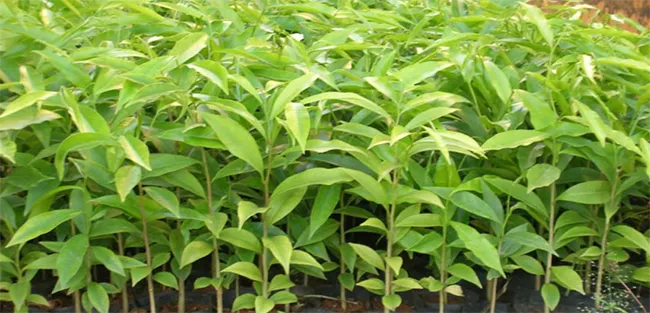 Lá cây trầm hương có hình bầu dục với đường gân rõ nét mọc đối xứng trên cành