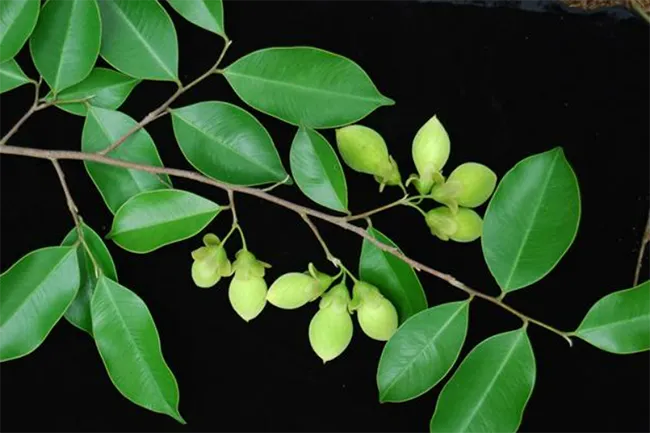 Quả cây Dó Bầu có hình dạng giống quả lê dẹt thường chín vào cuối mùa hè