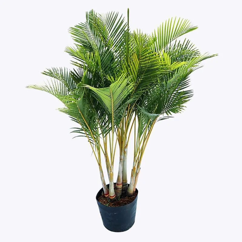 Thân lá hợp phong thủy mệnh Kim