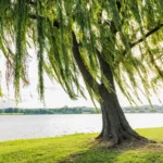 Người mệnh Mộc sinh năm bao nhiêu và ý nghĩa của hình tượng Dương Liễu Mộc trong phong thủy