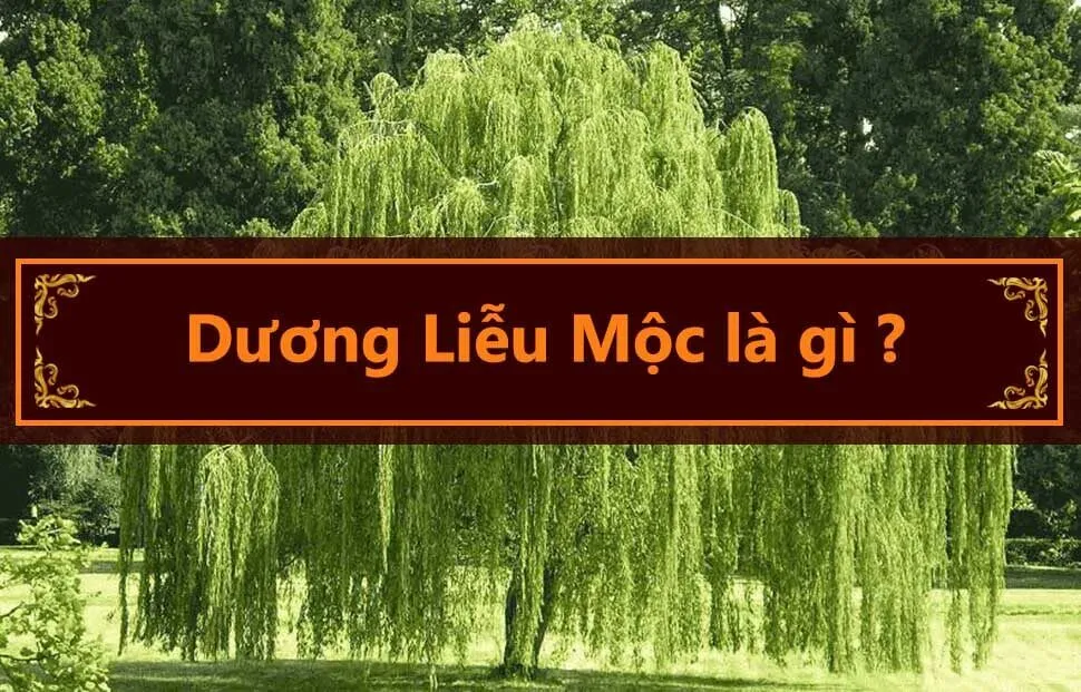 Tính cách người mệnh Dương Liễu Mộc thường ôn hòa và khéo léo trong giao tiếp