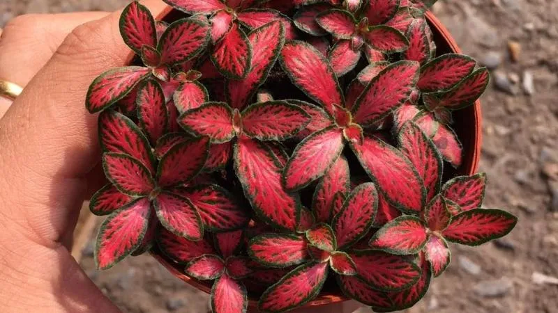 Cây cám nhung đỏ