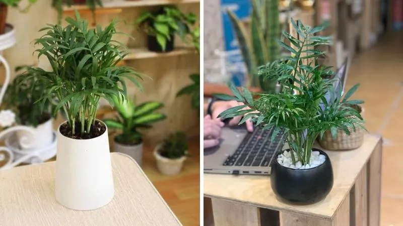 Cây cau tiểu trâm