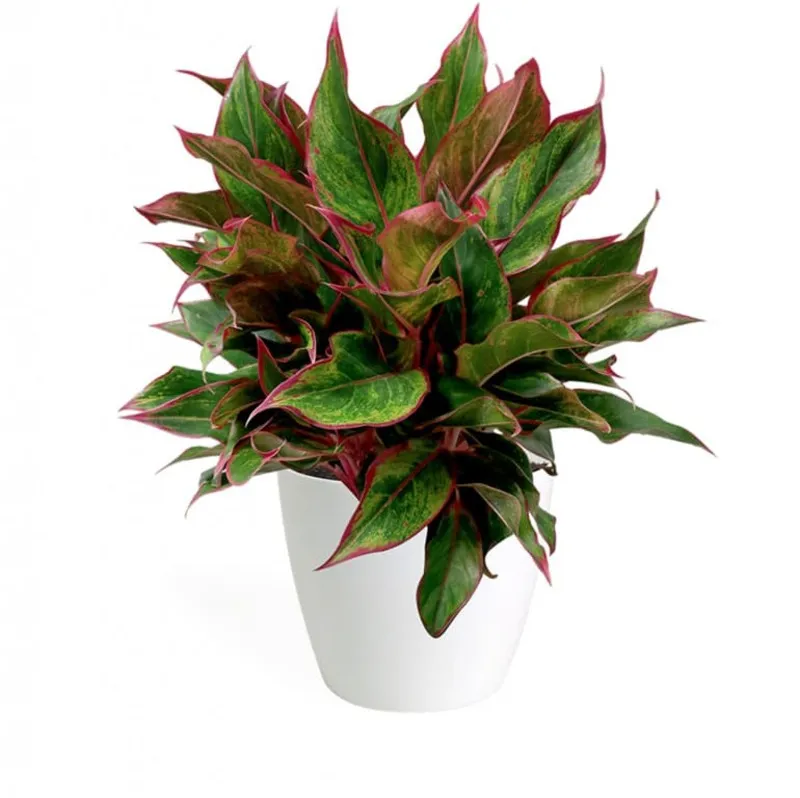 Cây phú quý có xen lẫn sắc xanh, đỏ tuyệt đẹp