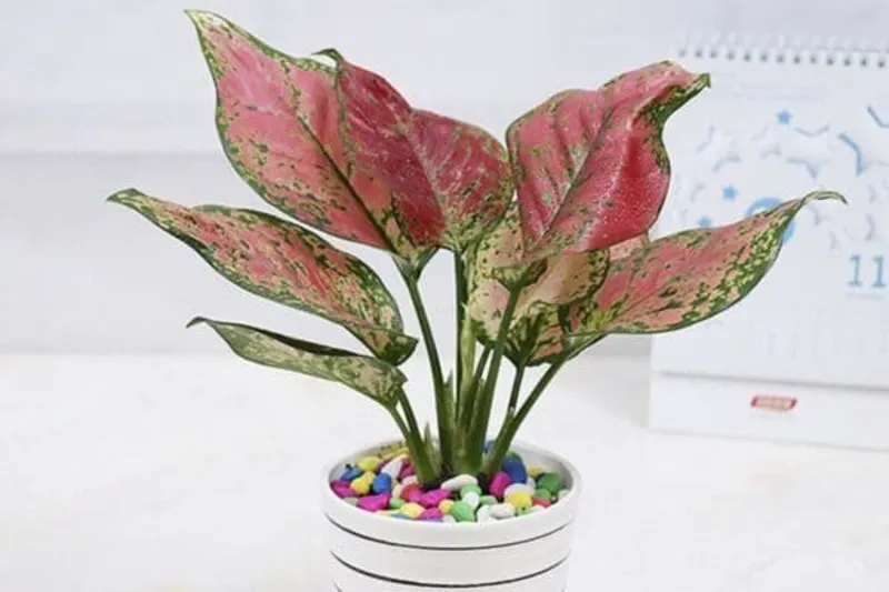 Cây vạn lộc mang sắc hồng rực rỡ cho mệnh Hỏa