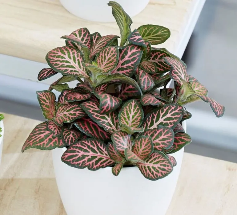 Người mệnh Hoá hợp trồng cây cẩm nhung đỏ