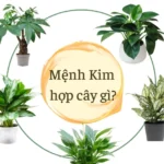 mệnh kim hợp cây gì