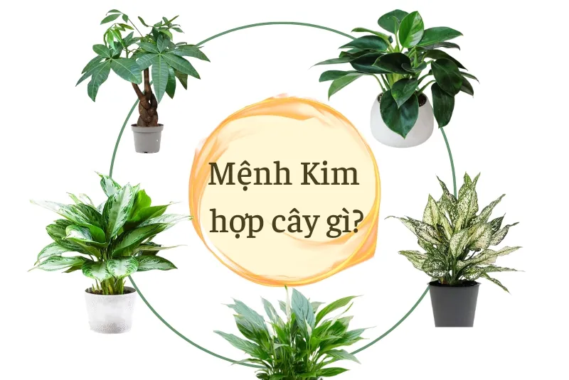 Cây cảnh hợp mệnh kim theo phong thủy
