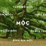 Màu sắc phong thủy cho người mệnh Mộc
