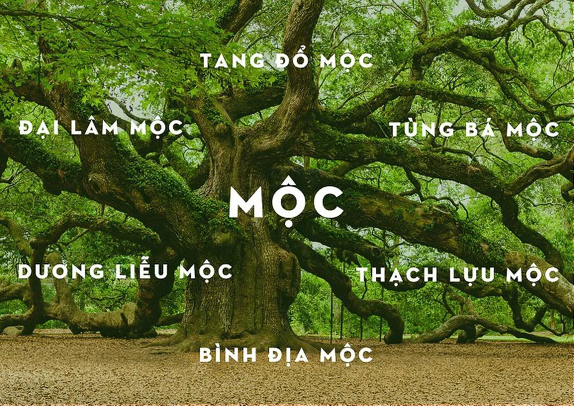 Màu sắc phong thủy cho người mệnh Mộc