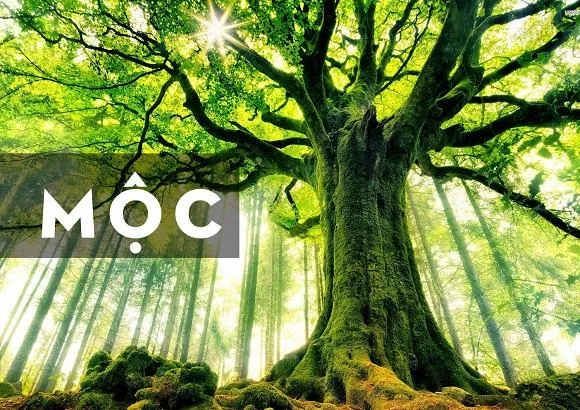 Hành Mộc tương tác với Thổ