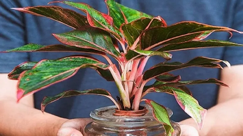 menh-tho-hop-cay-gi-11