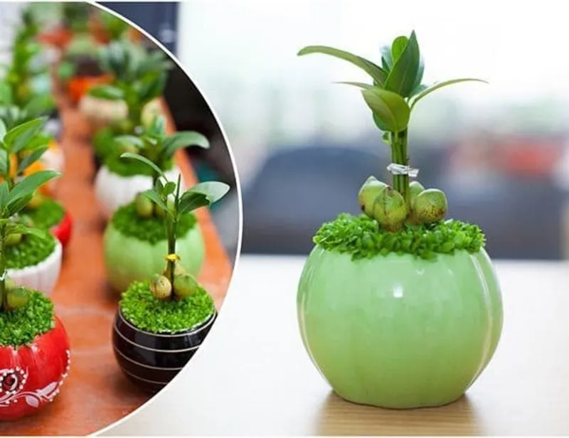 Chậu cây May Mắn nhỏ gọn trên bàn làm việc
