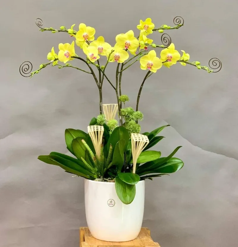 Hoa Lan Hồ Điệp vàng để bàn làm việc
