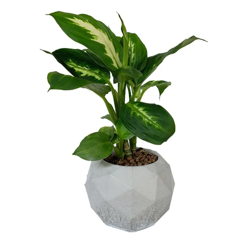 Vạn Niên Thanh leo cột hoặc để bàn