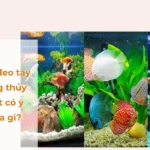 Mệnh thổ nuôi cá được không