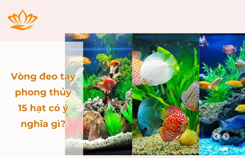 Mệnh Thổ Nuôi Mấy Con Cá Để Kích Hoạt Tài Lộc Và Bình An Năm 2026? 22 Mệnh thổ nuôi cá được không