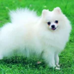 Mơ thấy con chó trắng sủa liên tục