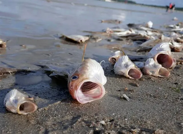 Cá chết hàng loạt cảnh báo khủng hoảng trong tình cảm