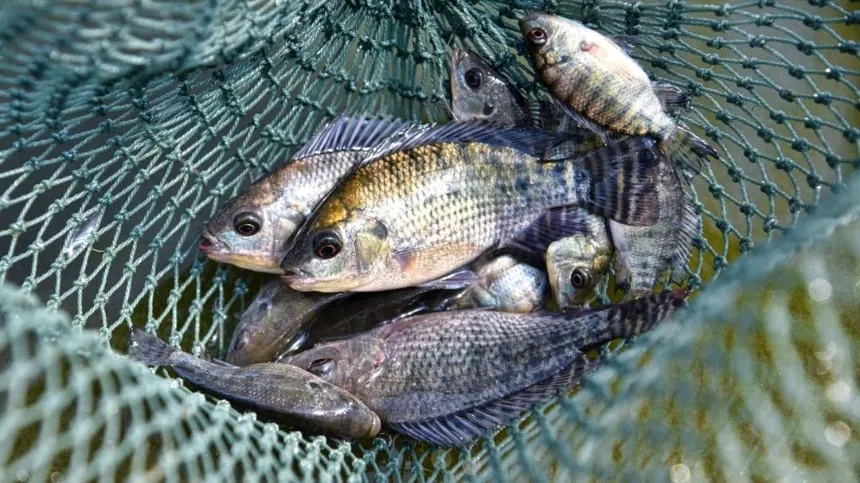 Mơ thấy cá rô tấn công cần cần trọng vì sắp có mâu thuẫn