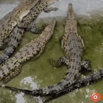 Chuyên gia giải mã ý nghĩa tâm linh khi loài bò sát đầm lầy xuất hiện trong tiềm thức