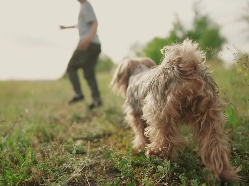 Nằm Mơ Thấy Chó Đuổi Là Điềm Gì? Giải Mã Chi Tiết Và Con Số May Mắn 8 Mơ thấy chó đuổi theo từng màu sắc