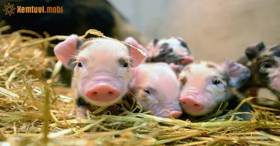 Mơ thấy heo đẻ nhiều con là điềm tài lộc