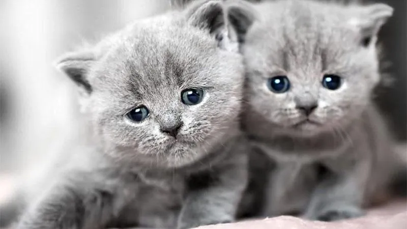 Giải mã ý nghĩa chiêm bao thấy mèo theo quan niệm dân gian