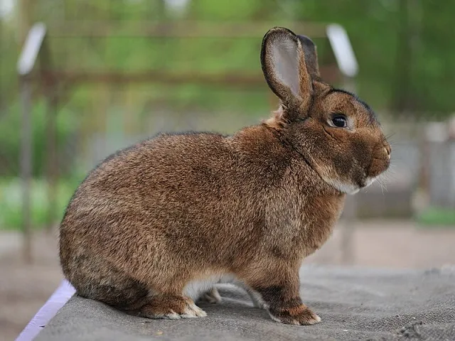 Các tình huống mơ thấy thỏ trắng có ý nghĩa khác nhau