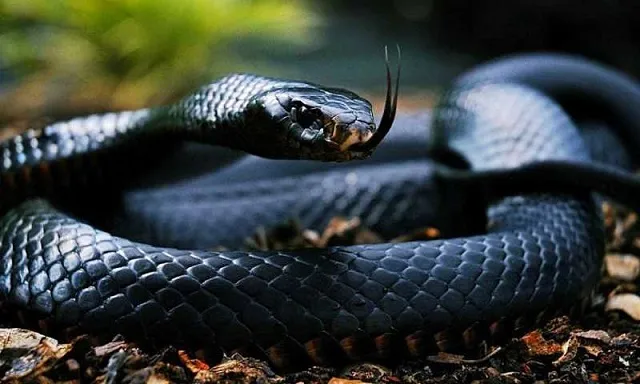 Giải mã giấc mơ thấy số 25 trong các tình huống khác nhau