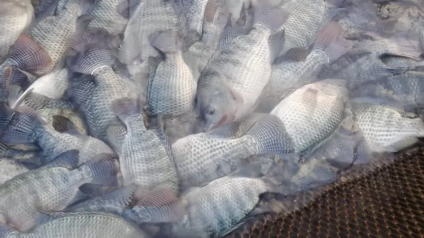 Nằm mơ cá rô trốn thoát ám chỉ cơ hội khó nắm bắt