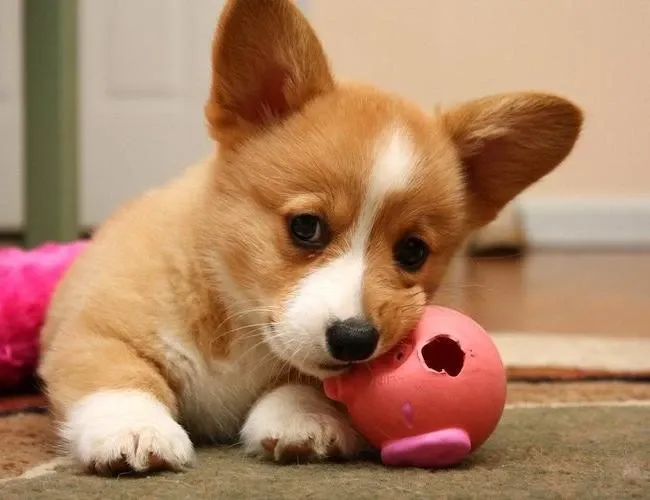 Nằm mơ thấy chó đen gắn liền với những con số tài lộc nào