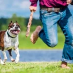 nam mo thay cho duoi la diem bao gi