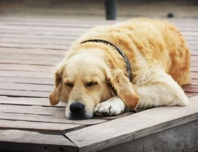 Nằm mơ thấy chó đen vào nhà báo hiệu điềm lành hay dữ