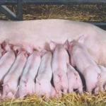 nam mo thay heo de danh so gi chuan nhat