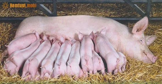 nam mo thay heo de danh so gi chuan nhat