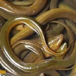 Điềm báo giấc mơ về con lươn là gì?