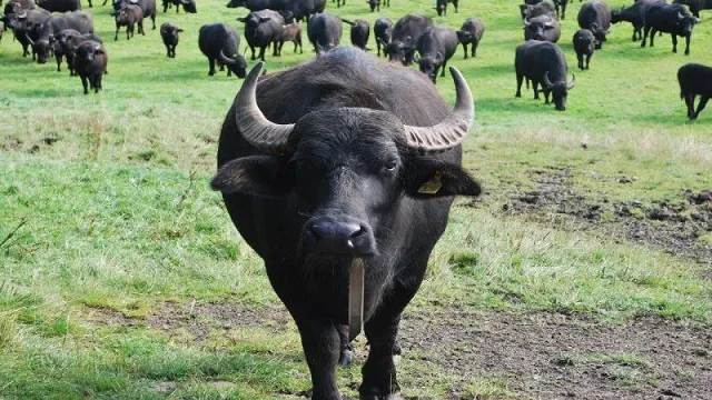 Nằm mơ thấy phân trâu mang điềm báo may mắn