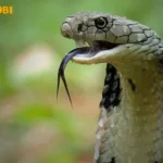 Nằm mơ bắt được rắn hổ mang báo hiệu điều gì