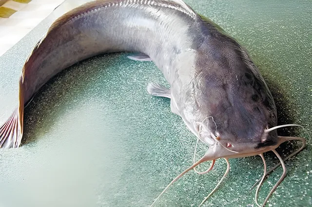 Địa điểm câu cá ảnh hưởng đến cách giải mã