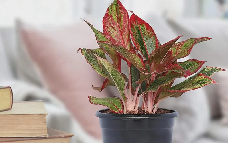 Cách chọn hướng trồng cây phong thủy hợp với người mệnh hỏa