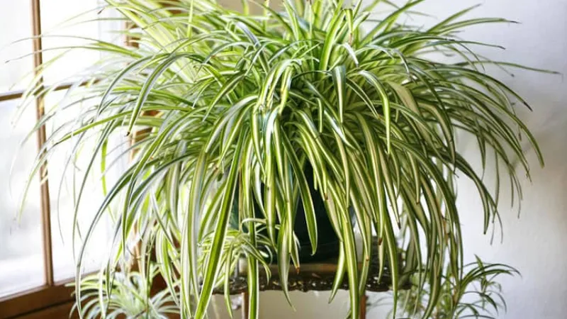 Chọn cây phong thủy cho người mệnh Kim