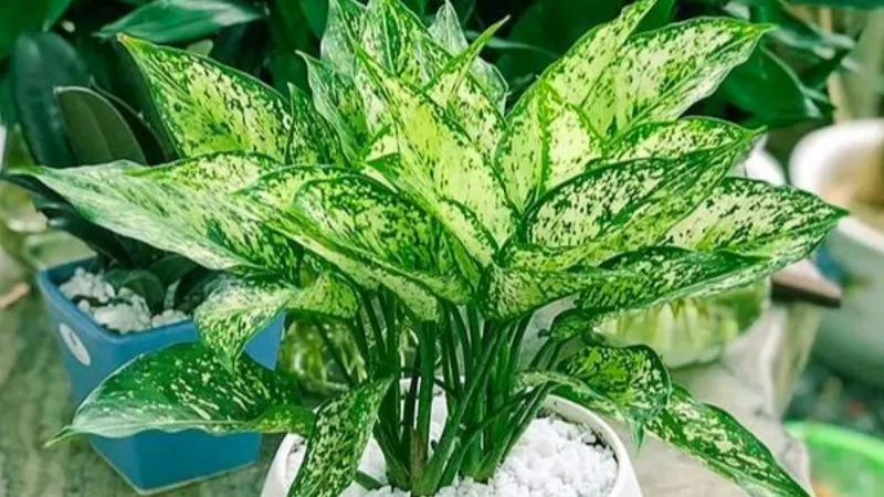 Chọn cây phong thủy cho người mệnh Kim