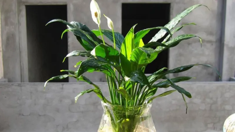 Chọn cây phong thủy cho người mệnh Kim