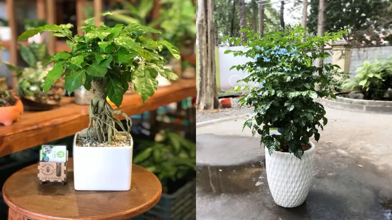 Chọn cây phong thủy cho người mệnh Kim