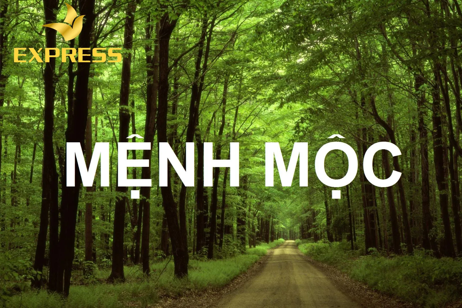 Tìm hiểu về Mệnh Mộc