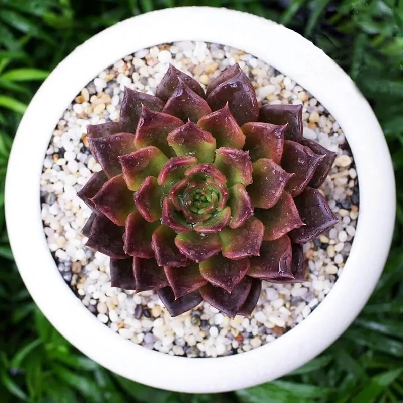 Chậu Sen Đá Nâu nhỏ xinh cho người mệnh Thổ