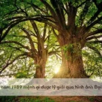 Giải mã ý nghĩa nạp âm Đại Lâm Mộc cho người sinh năm 1989